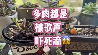 Download Video: 我是多肉圈里唱歌唱得最好听的！我是歌唱圈里多肉种得最美的！爱我，你就夸夸我！快点夸夸我！