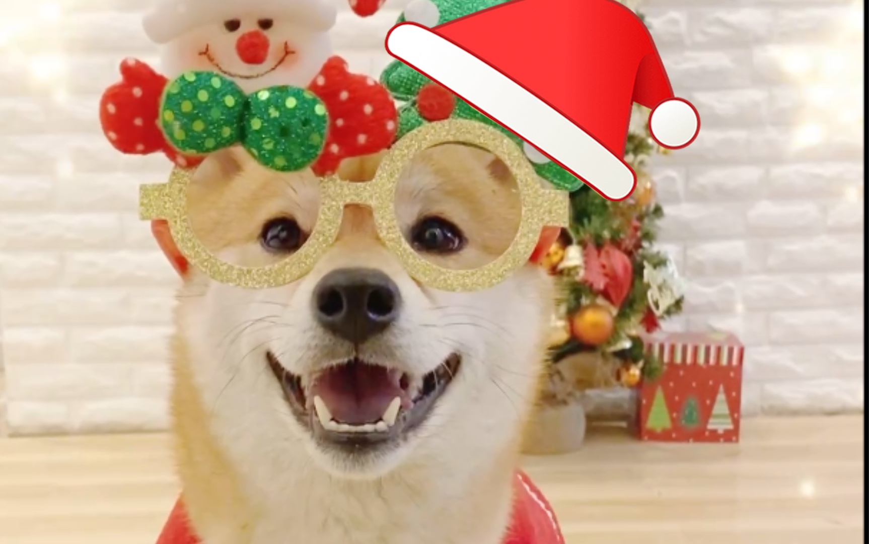 柴犬配合主人过圣诞!