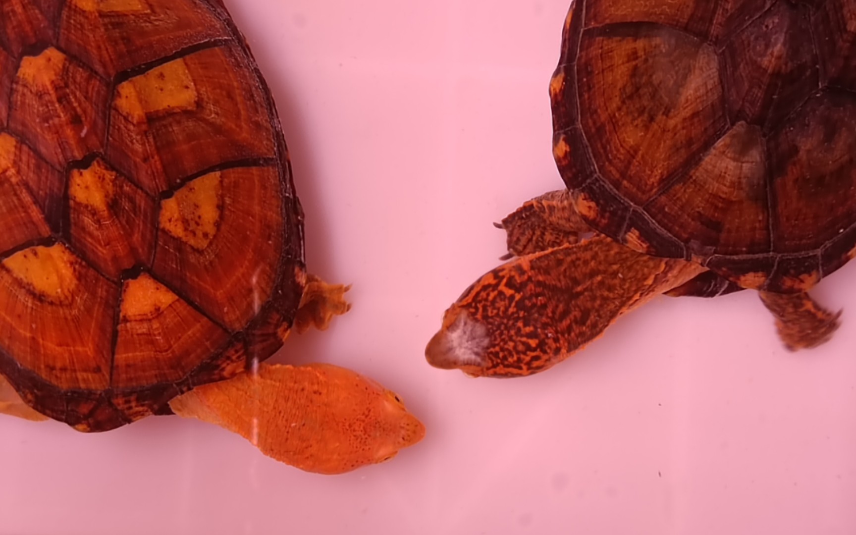 两只真菌红面蛋龟的结婚仪式