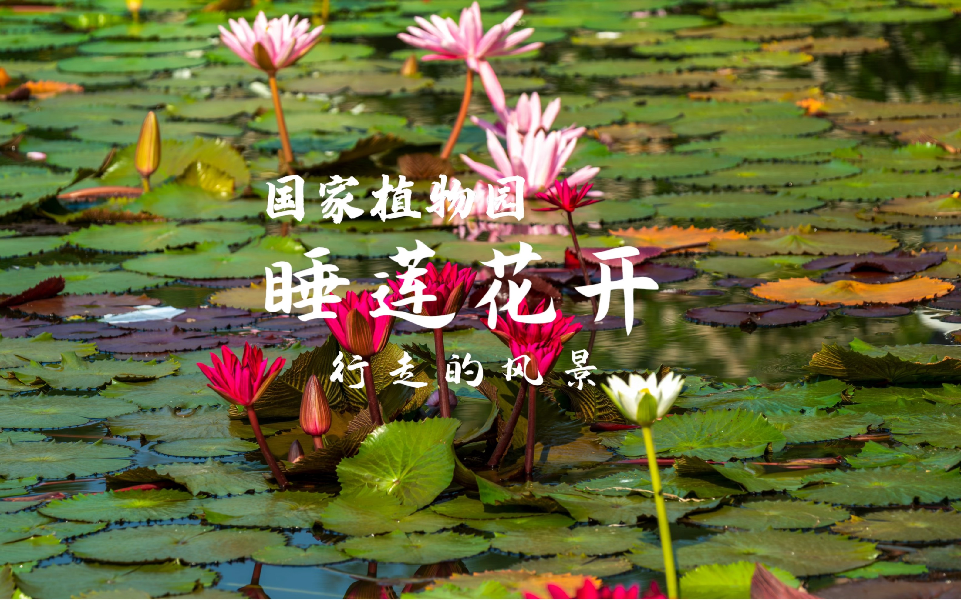 行走的风景:国家植物园睡莲花开哔哩哔哩bilibili