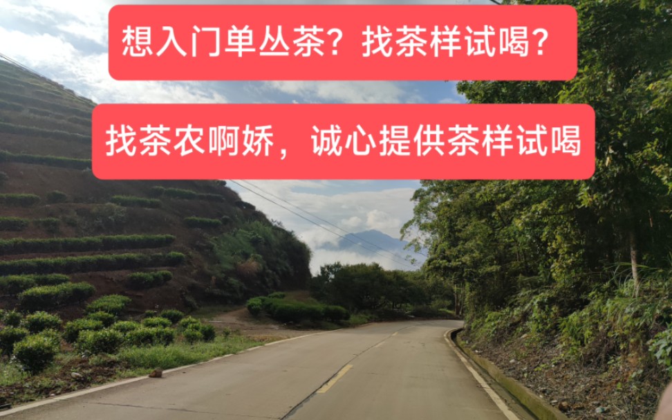 [图]想入门单丛茶，找茶样的试喝，找茶农啊娇，诚心提供试喝茶样，满意再复购。