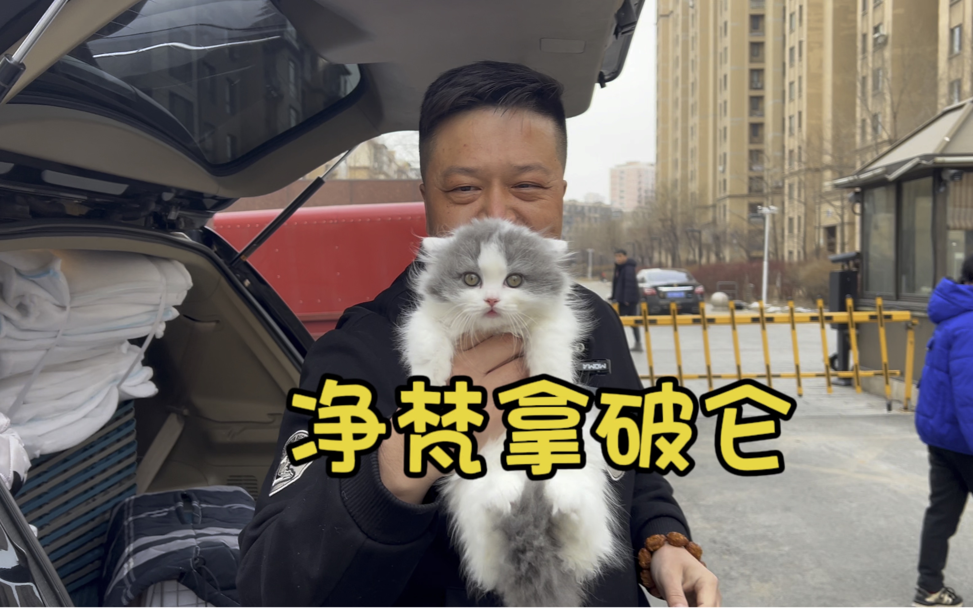 净梵拿破仑猫!米怒特矮脚猫!哔哩哔哩bilibili