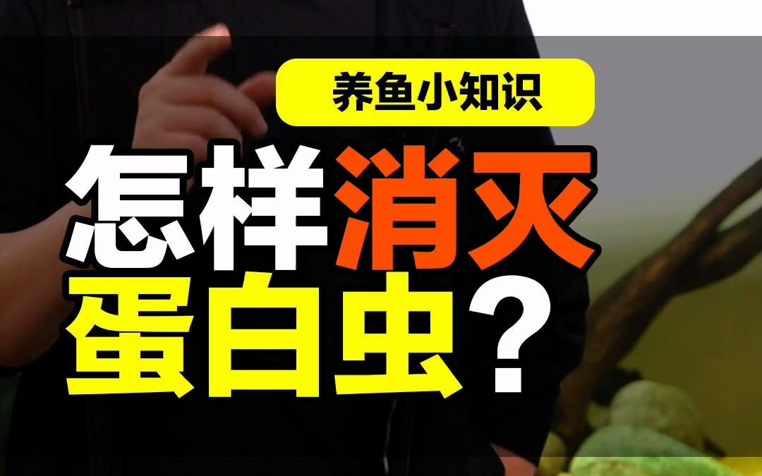 鱼缸长白色小虫子蛋白虫很讨厌对鱼有害吗怎样消灭它