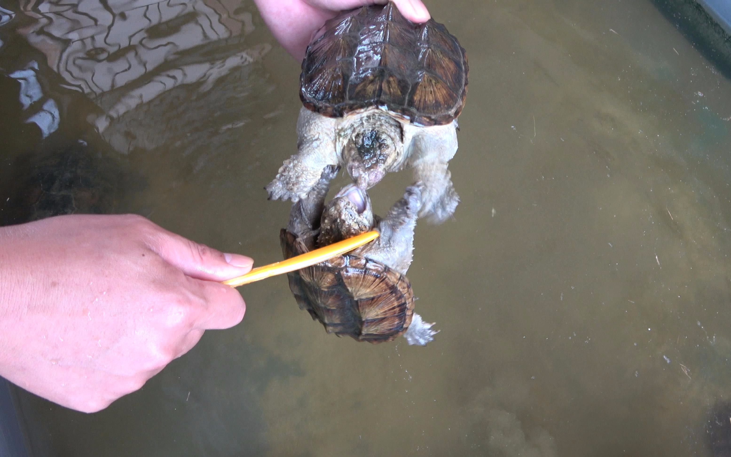 老林喂龟时发现两只鳄龟在打架本想上去当和事佬谁知被反咬一口