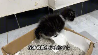 Download Video: 教小猫用猫砂上厕所#新手养猫