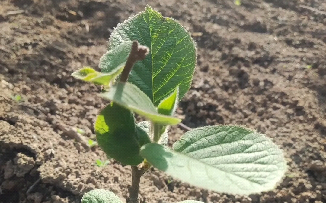 猕猴桃短短一生(花开花落,结成果实)60张照片全记录哔哩哔哩bilibili