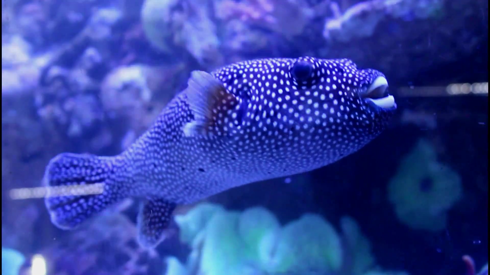 海缸海水观赏鱼白点叉鼻鲀