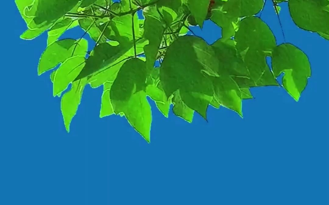 诸葛老王-抖音电商操盘手必修课