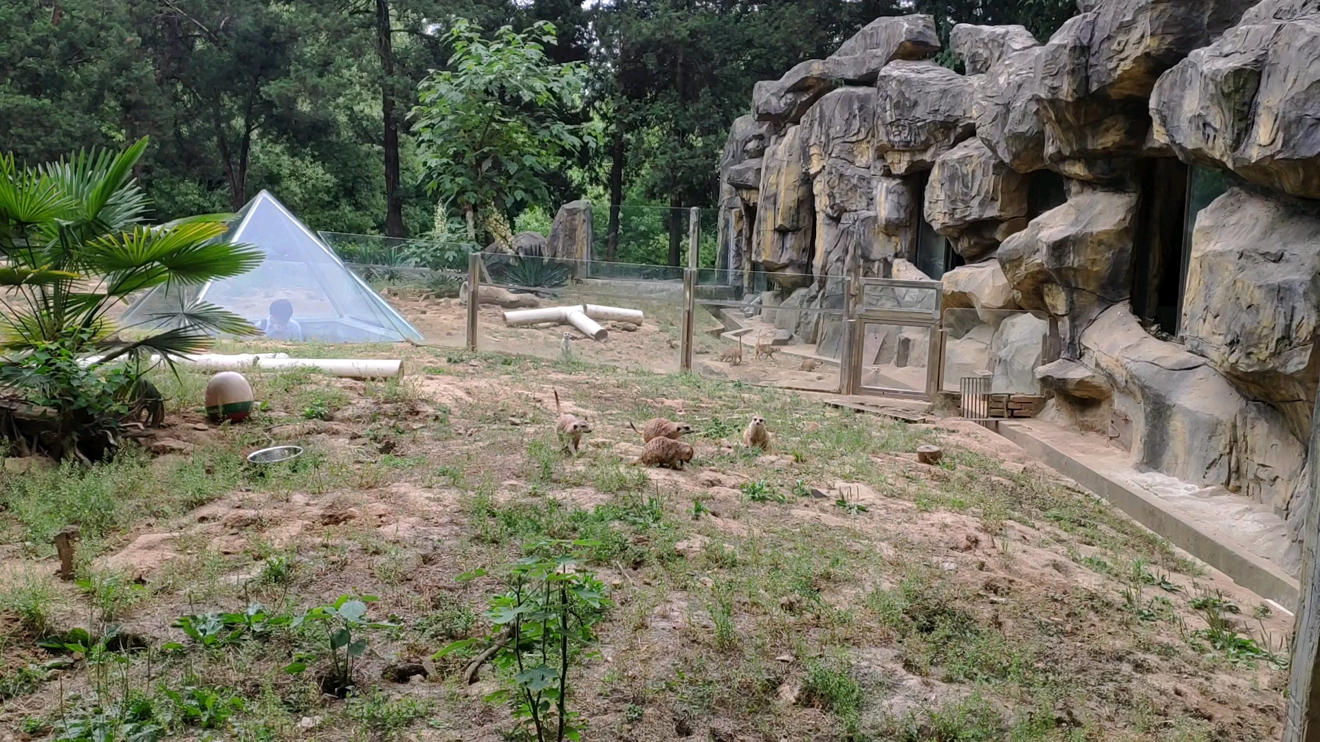 南京紅山森林動物園