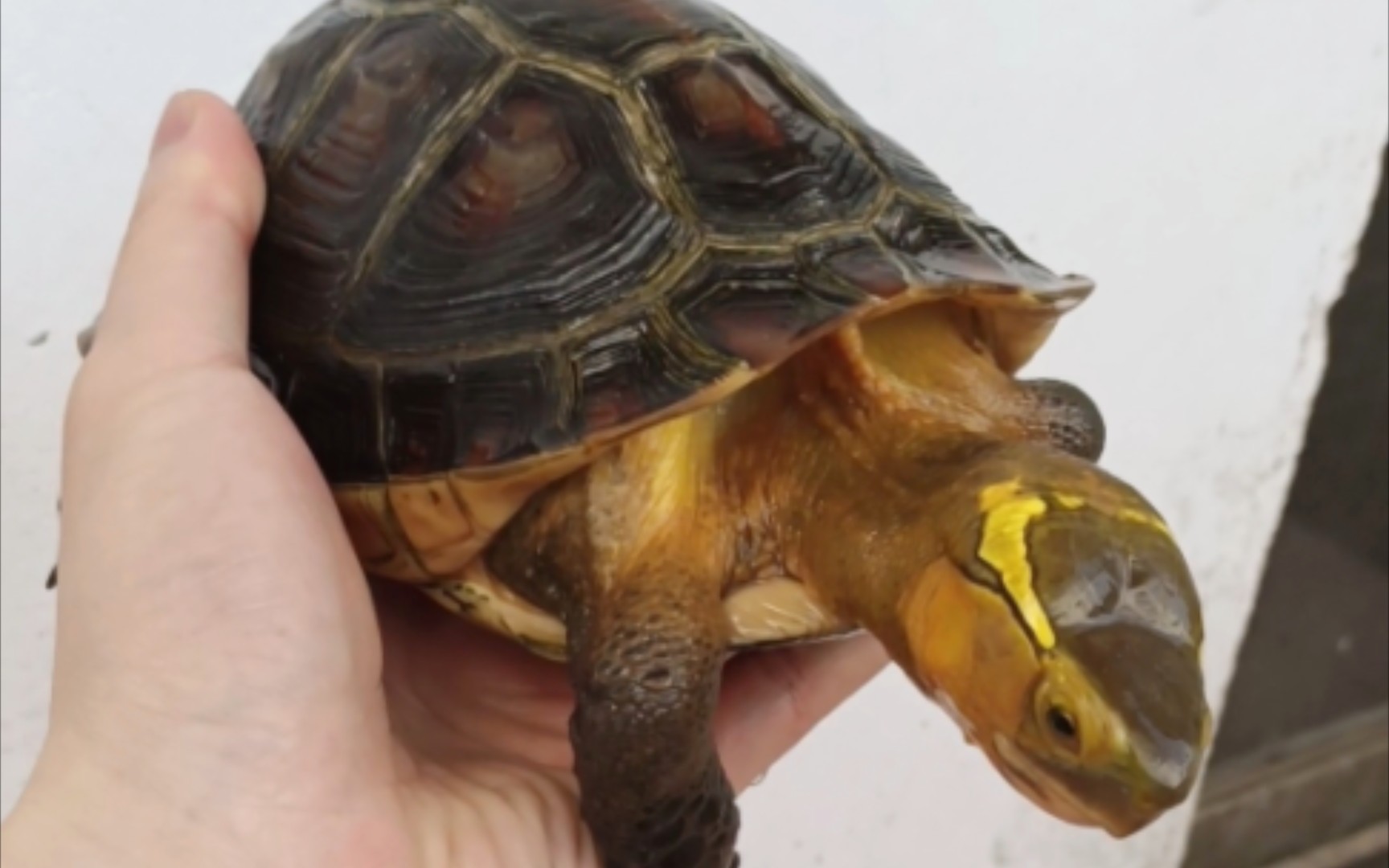 这只黄缘盒龟拥有发达的肌肉头,它性情很温顺,非常适合家养