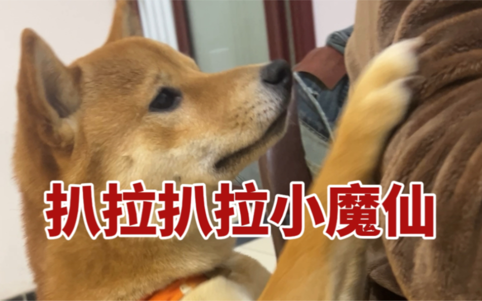 养柴犬吧 一养一个不吱声哔哩哔哩bilibili