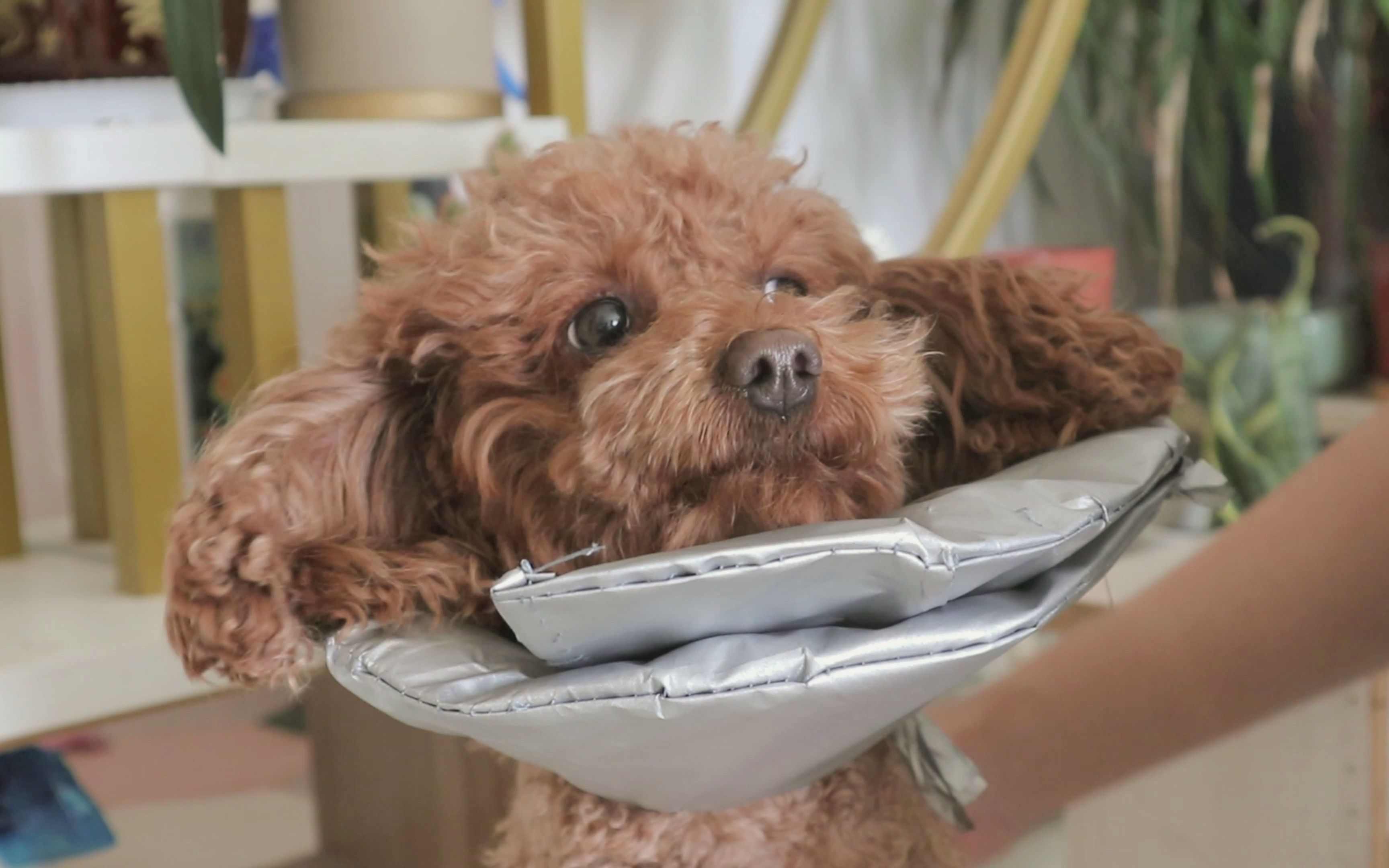 狗狗得了趾间炎还天天傻开心,给它做个伊丽莎白圈,结果完了,戴上狗都