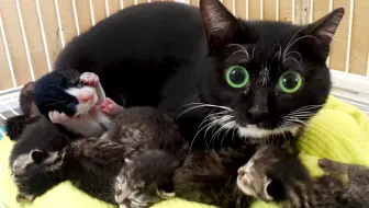 全b站第一个靠救猫上电视的up主 撒花 哔哩哔哩 Bilibili