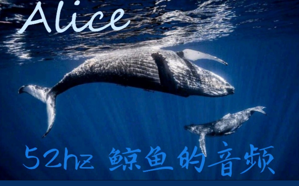 【偶然发现,52hz鲸鱼的声音】或许某一刻,我们也达到了同频