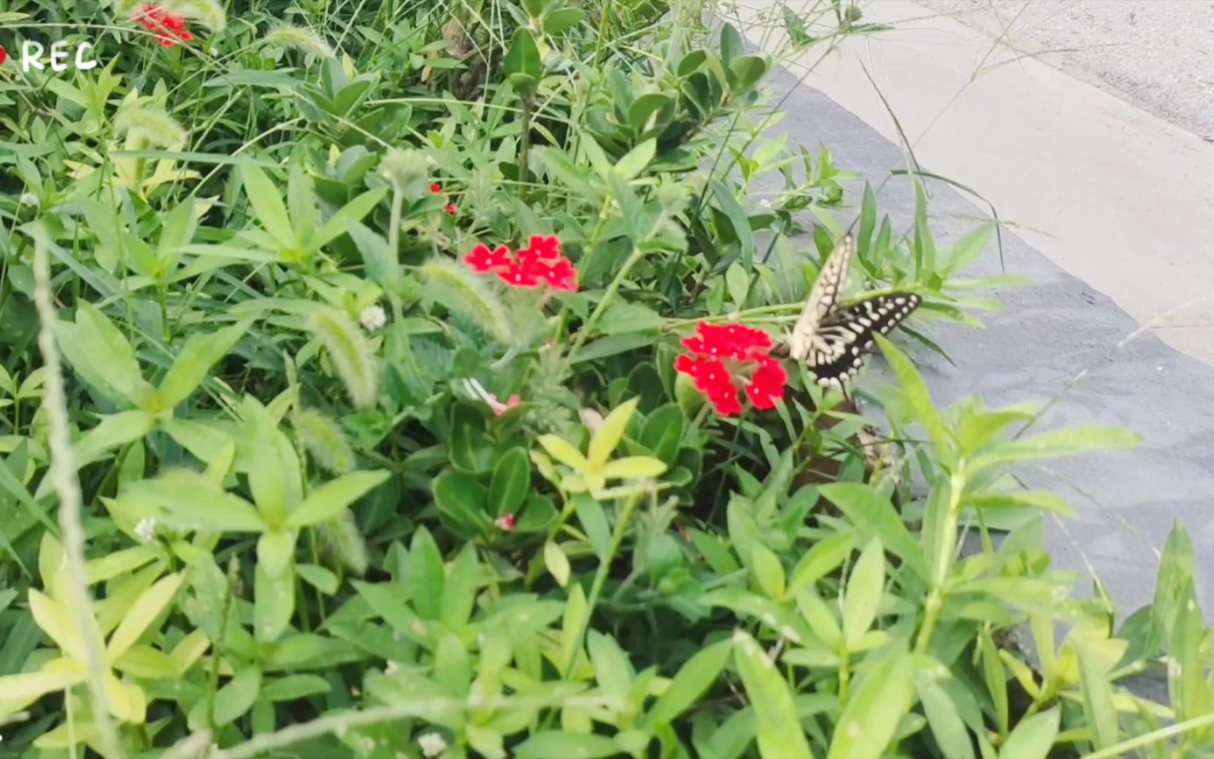 城南花已开,翩翩引来了舞者