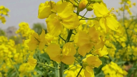 [图]小蜜蜂飞呀飞-阳光真好