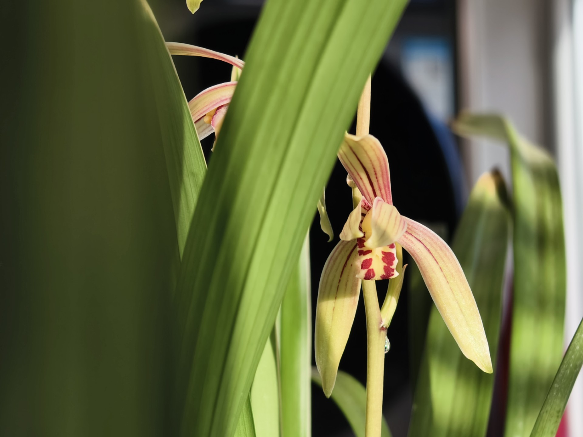 报恩兰花小桃红