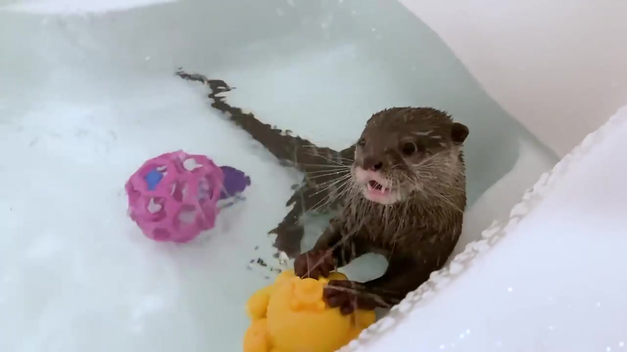 【水獭】现在的嘤嘤怪,洗澡的花样真多!