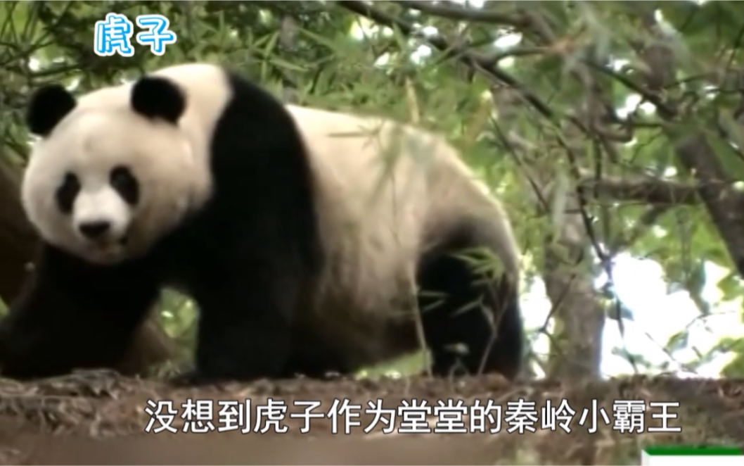 虎子因为风评被害而娶不到本地老婆,笑拥了!