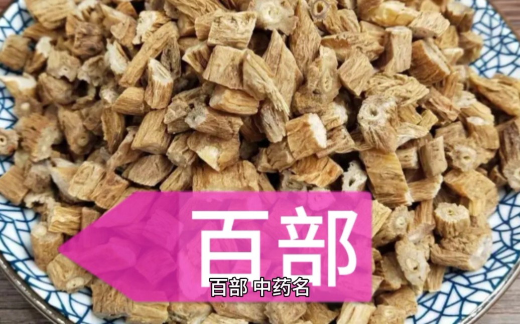 每日学中药之百部