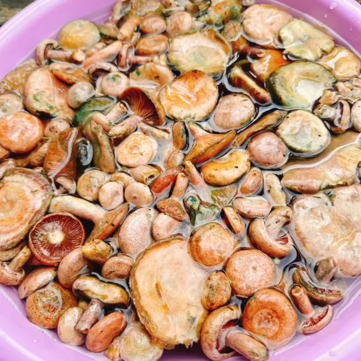 湖南枞菌大自然的馈赠