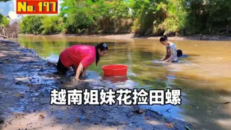 Video herunterladen: 越南姐妹花趁河水落潮之际来河边捡贝壳田螺，来越南表妹家既可以吃到美味嗦螺还有美女相伴，何乐不为