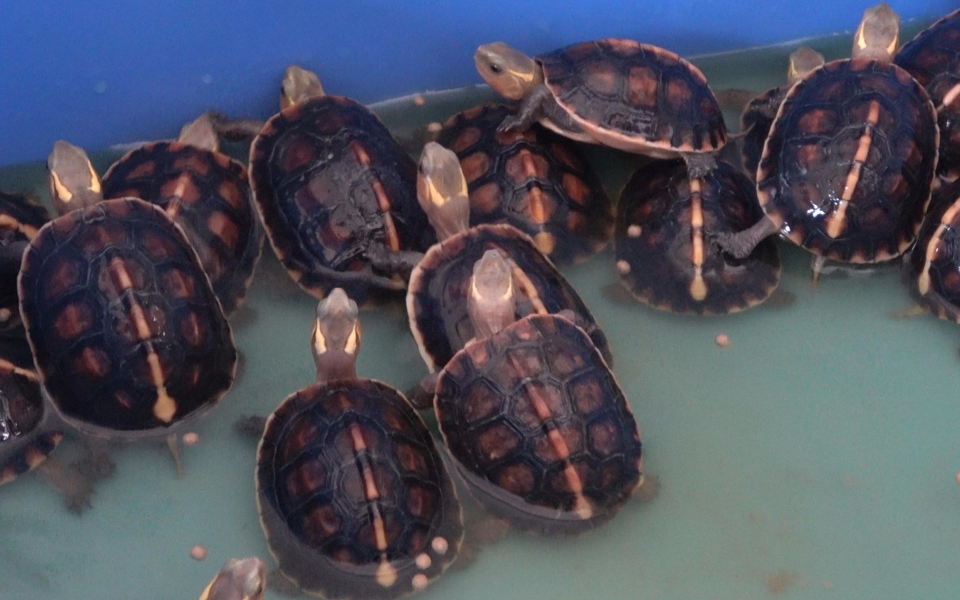 老林赶野兄弟养了100只黄缘龟看看养了一年的黄缘龟长多大了