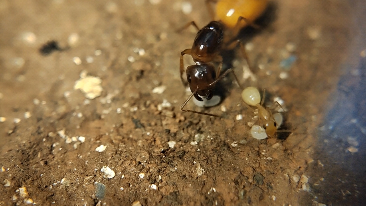 费氏弓背蚁(camponotus fedtschenkoi)