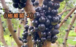 Descargar video: 嘉宝果卖这么贵，为何果农不愿意种？