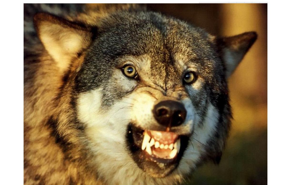 虚荣小贱,辅助魔狼超神合辑!看完你就能超神!虚荣vainglory