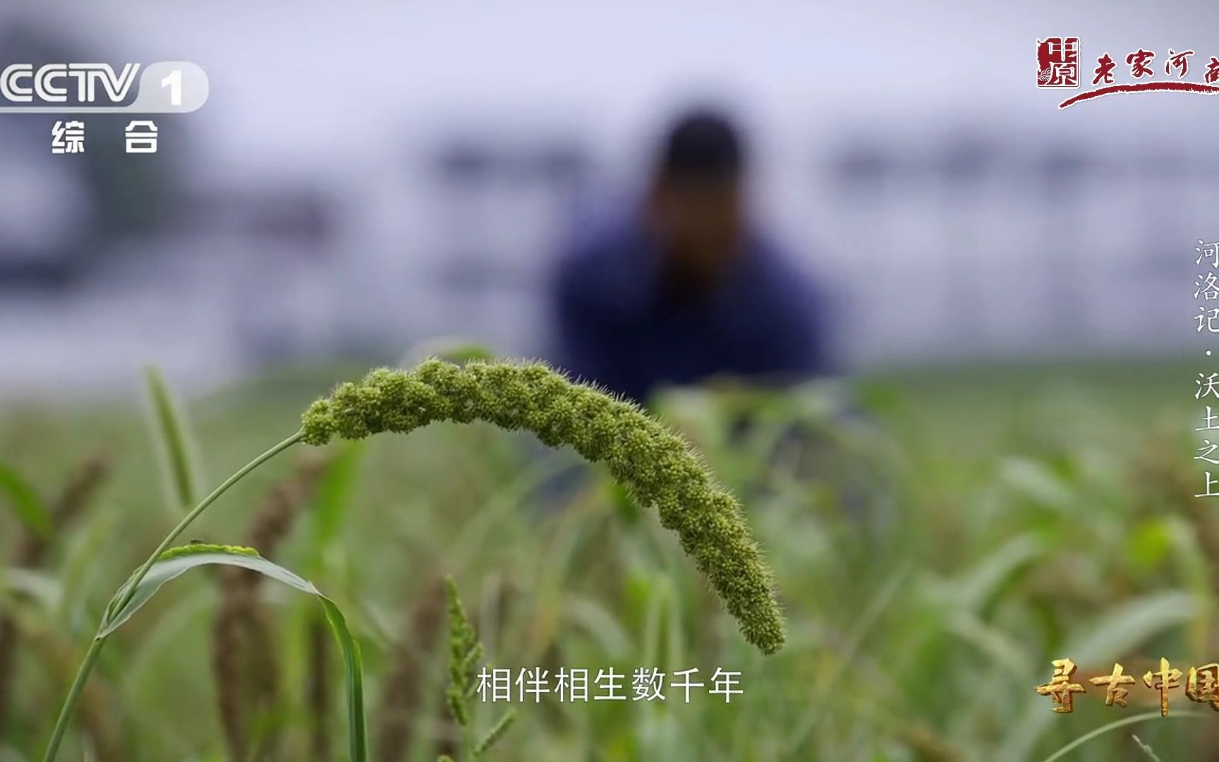 [图]行走河南·读懂中国 | 央视大型系列纪录片《寻古中国·河洛记》第二集：沃土之上，小米祖先竟是狗尾巴草！