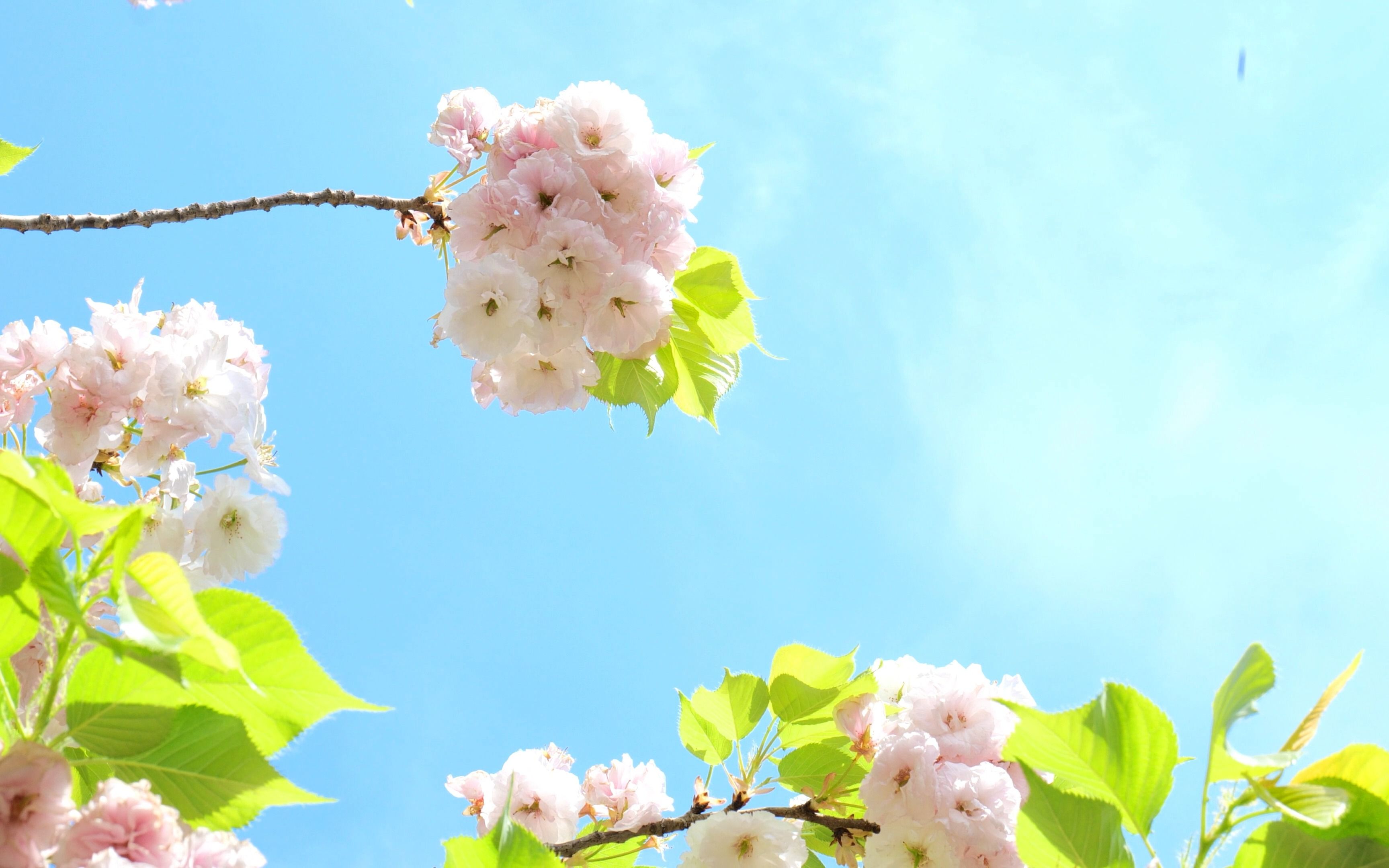 治愈系樱花忘掉烦心琐事松下s5