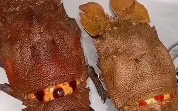 号称媲美澳龙的犀牛虾来咯