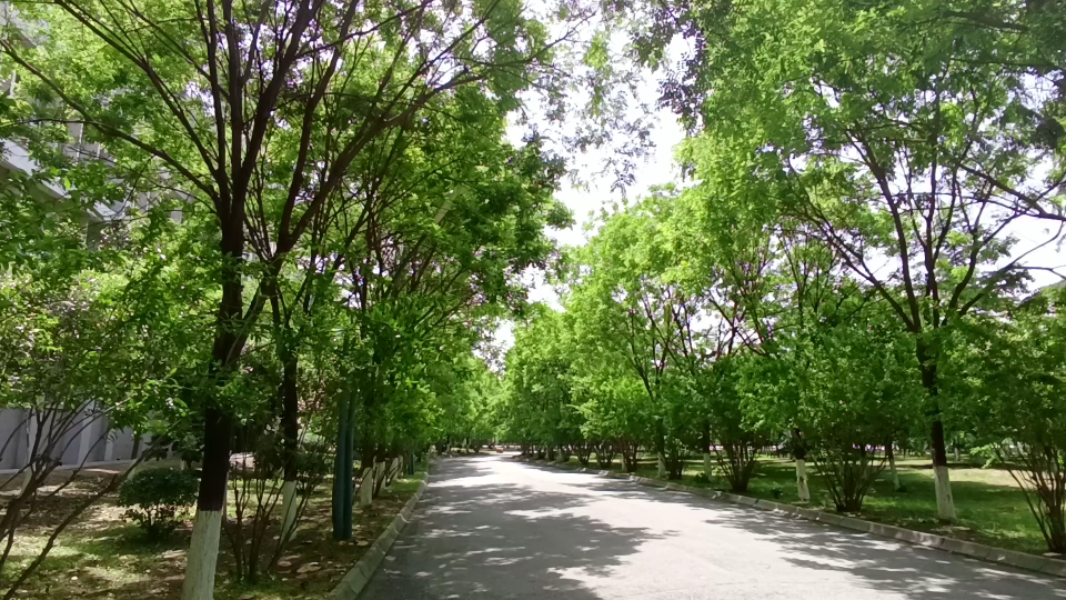 校园林荫路