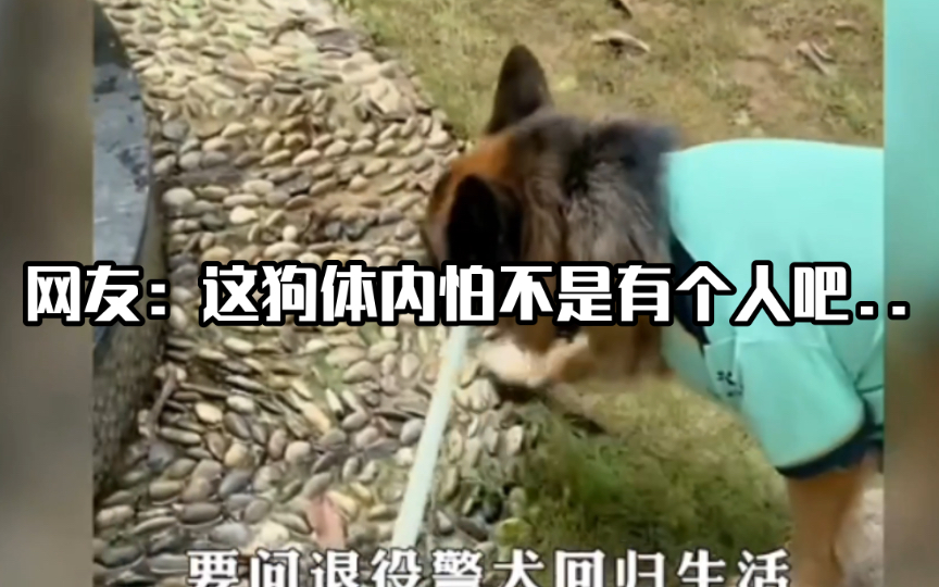 [图]退役警犬的究竟有灵性…