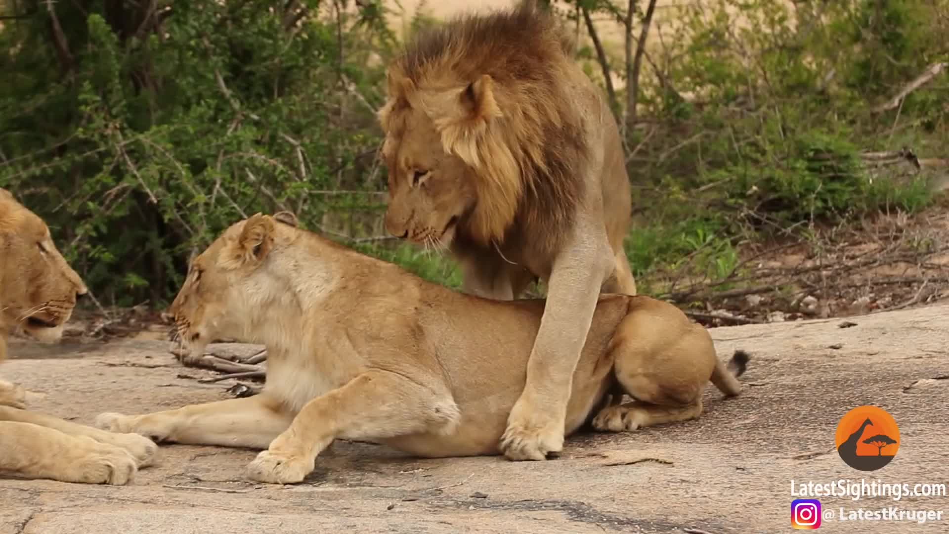 [图]四个狮子玩玩闹闹 Awkward! Three male lions take turns mating with lioness