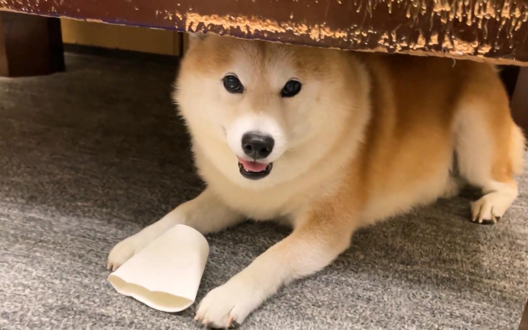 柴犬在纸杯塔上方无畏地微笑