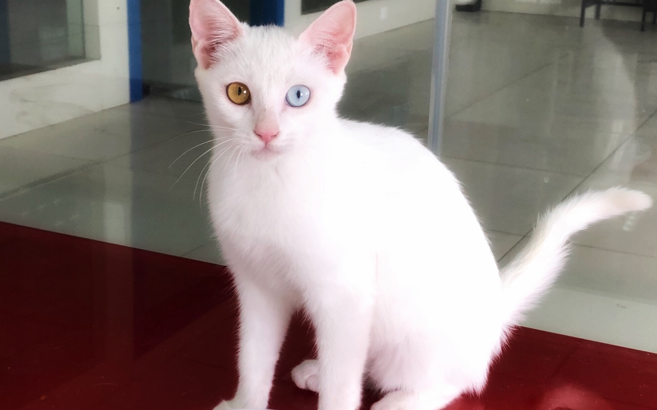 丽白呼之即来的狸花猫吃喝舔的异瞳小白猫