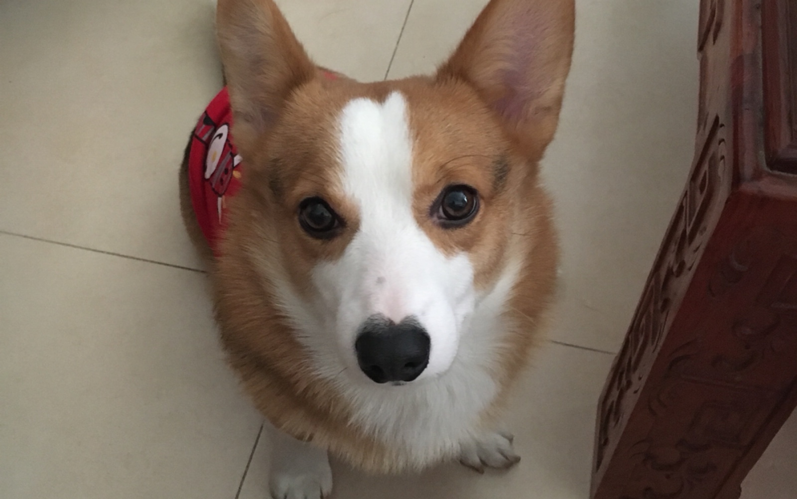 糯米基的新技能_哔哩哔哩 (゜-゜)つロ 干杯~-bilibili