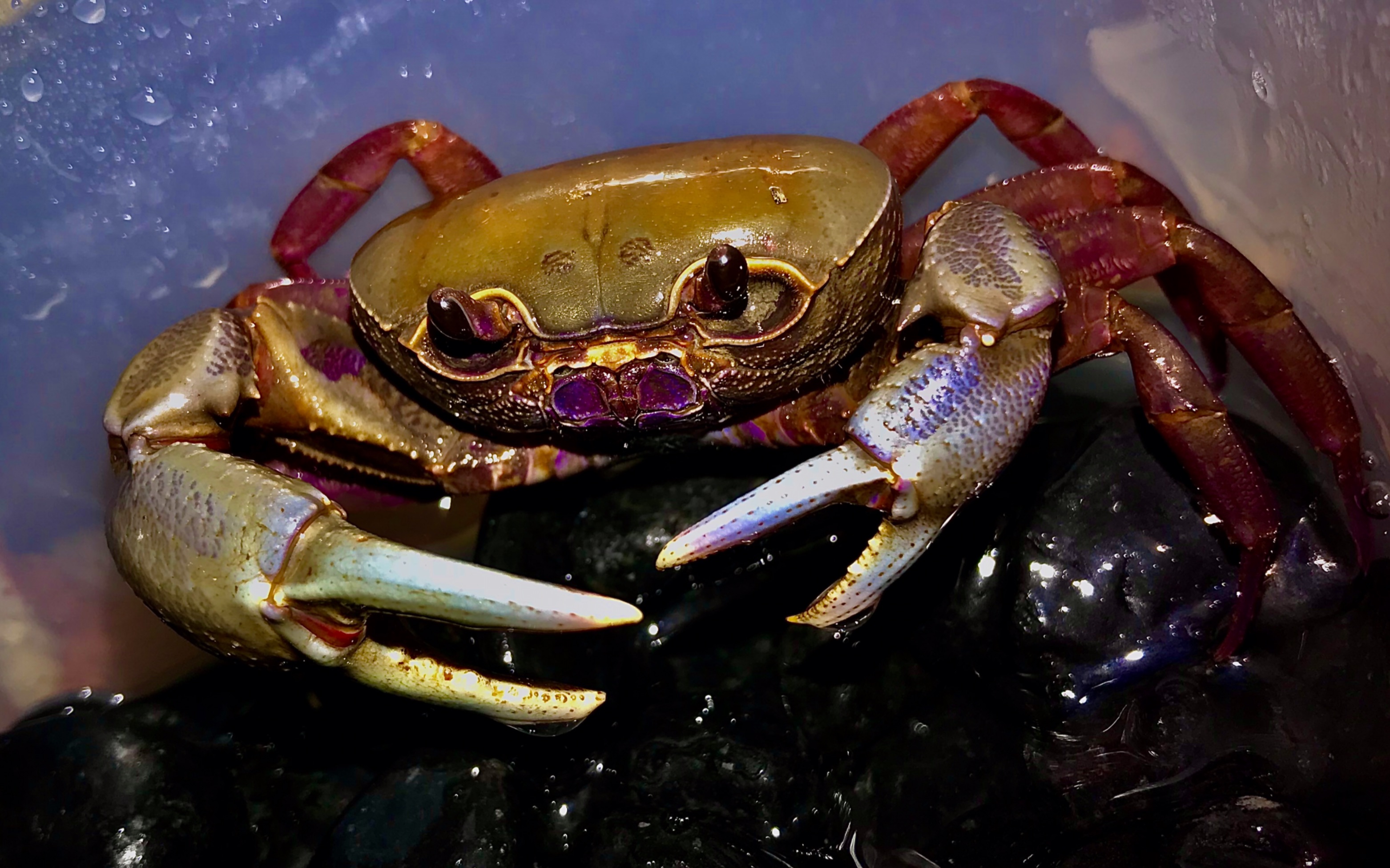 给戴氏海南溪蟹恰蟋蟀