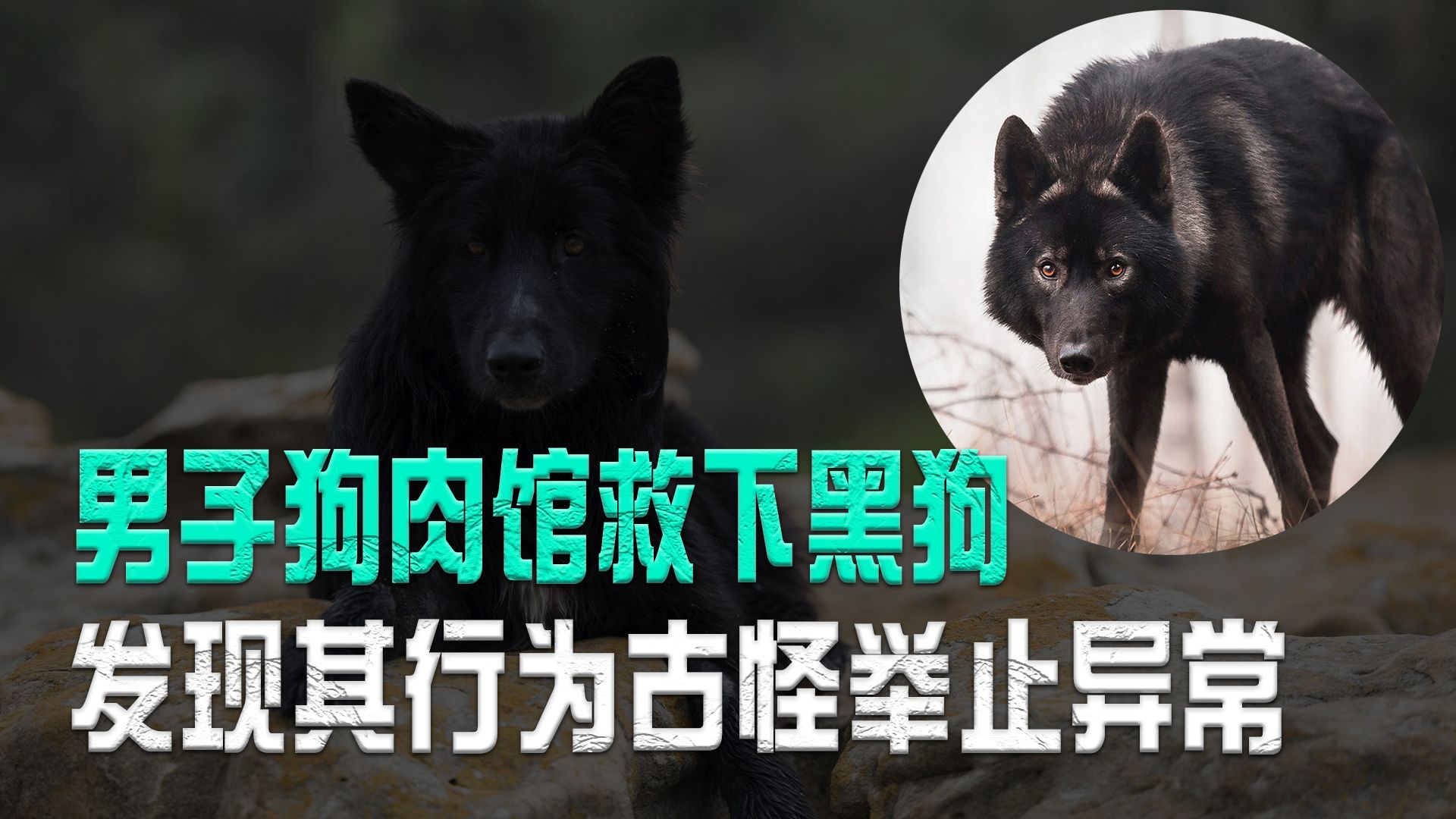 黑狗震惊图片