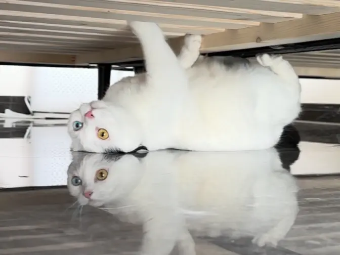 奶牛猫多少有点行为艺术在身