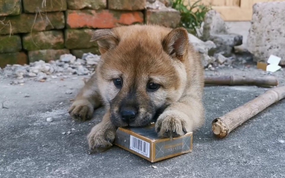 【中华田园犬】最瘦小的小母狗率先立耳,调皮捣蛋属第一,主人操碎了心!哔哩哔哩bilibili