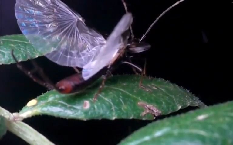 【自然】蠼螋的折叠翅膀