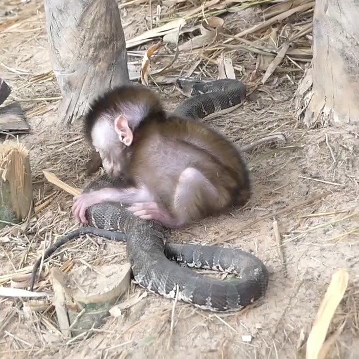 小猴子与温柔的巨蛇相爱