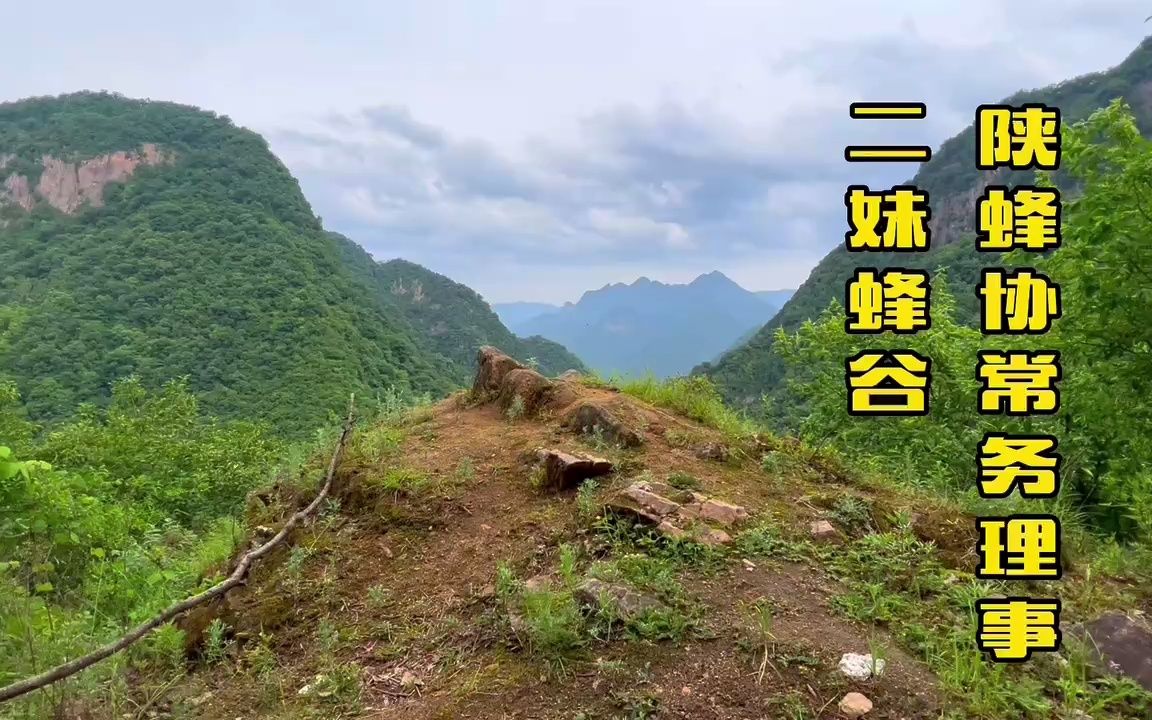 秦岭土蜂蜜秦二妹图片