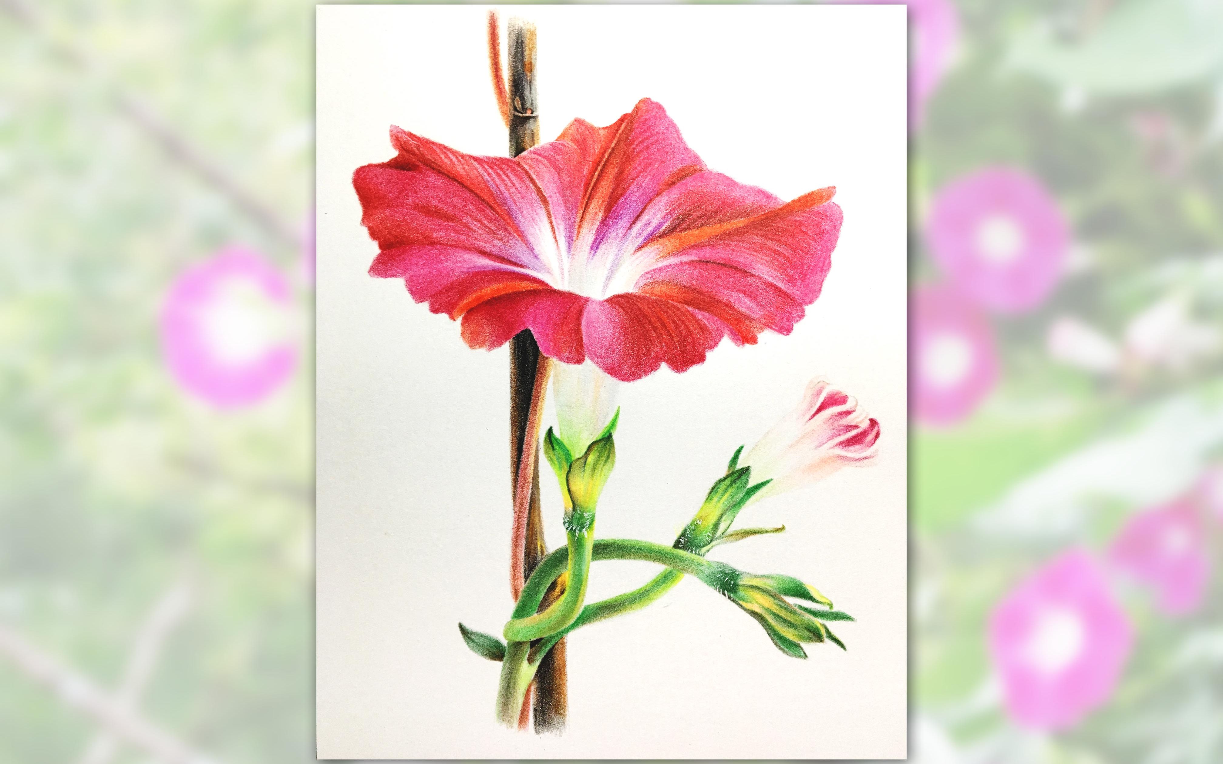 彩铅画一朵野生的小花花你懂牵牛花那种倔强的浪漫吗