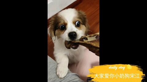 柿柿红爱吃肉的小花狗子同款 我们的叫 生姜 倔强小狗不愿寄狗绳 哔哩哔哩 Bilibili 柿柿红爱吃肉的小花狗子同款 我们的叫 生姜 倔强小狗不愿寄狗绳 哔哩哔哩 Bilibili