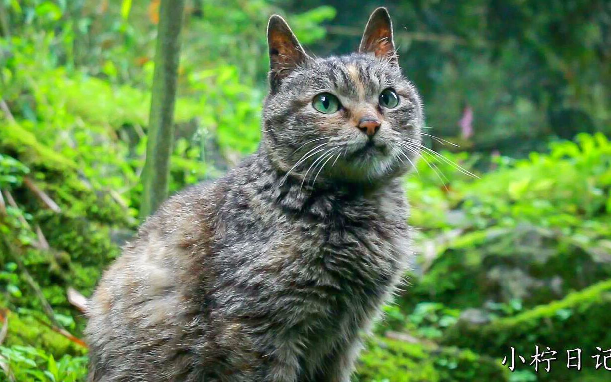 在山里长大的狸花猫得到食物习惯性往草丛里钻吃完出来继续觅食