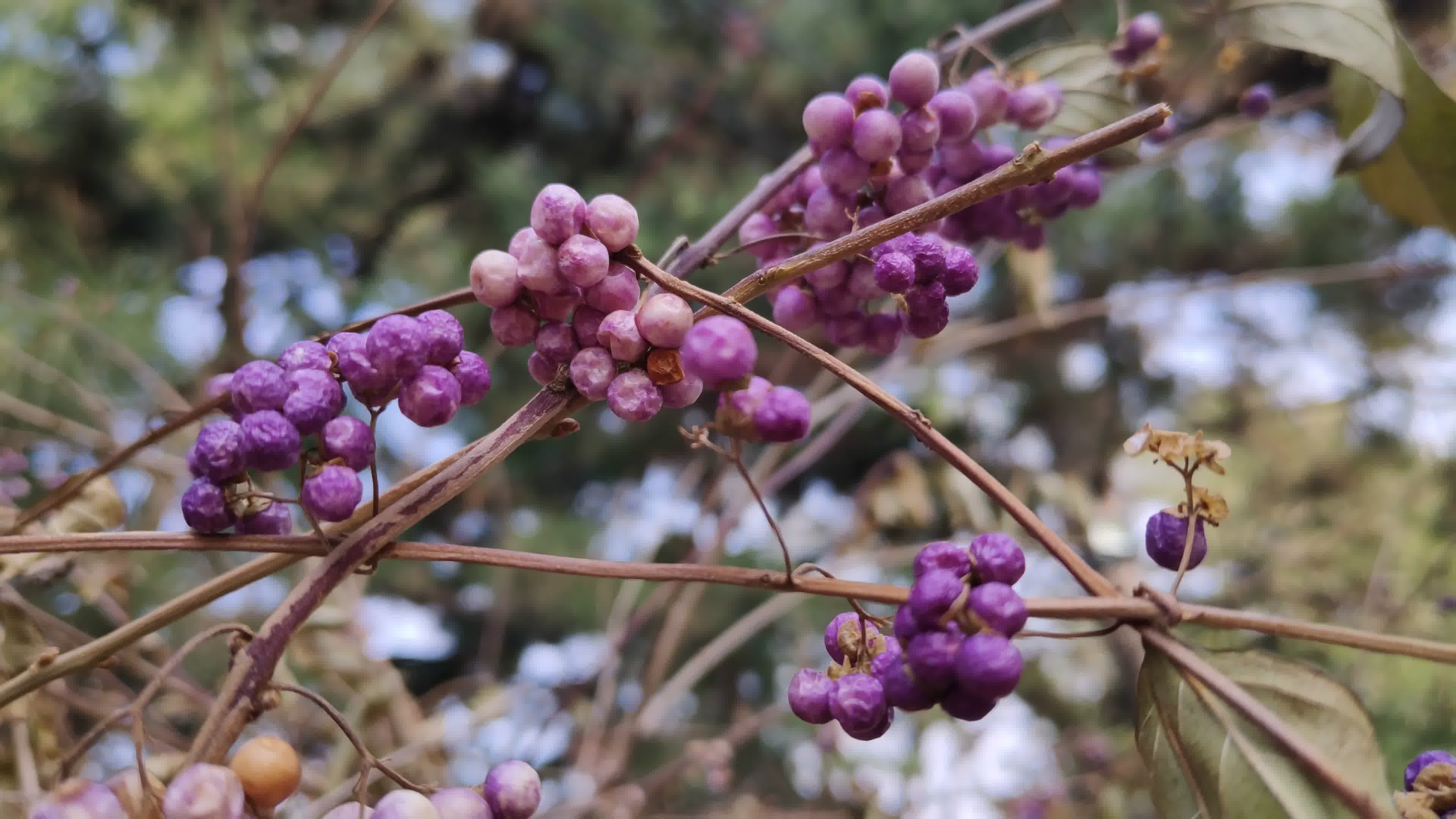 木长春五瓣紫花,爬山虎红透,赏果植物紫珠,绿竹白雪.王菲《又见炊烟》